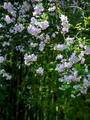 Malus halliana blooms in spring