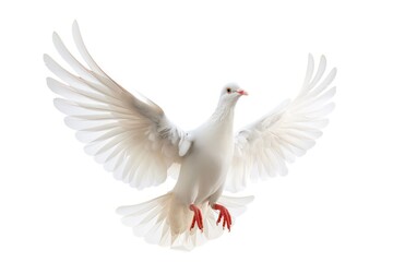 white dove flying in the air