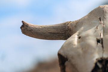  Abstract concept background featuring a close-up of a cow skull