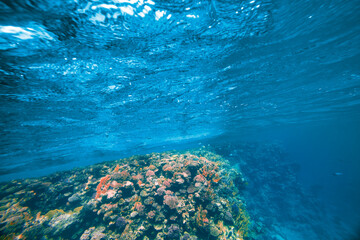 a Underwater coral reef on the red sea