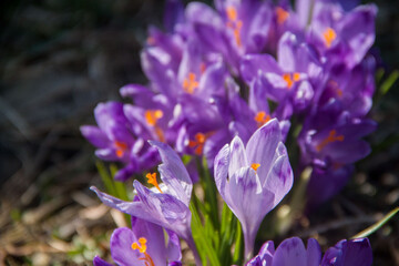 Spring purple snowdrops on green grass. Spring texture. Natural flowers