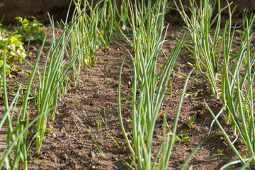 A green plant grows out of the ground. Spring and germination. Growth
