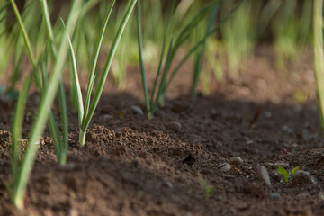 A green plant grows out of the ground. Spring and germination. Growth