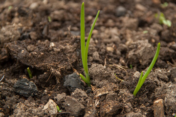 A green plant grows out of the ground. Spring and germination. Growth