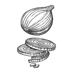 Vector sliced onion or hand drawn organic vegetable. Sketch of plant bulb. Healthy food and cuisine. Natural salad ingredient for vegan or vegetarian. Harvest etching. Farm food shallot product