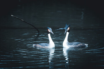 Haubentaucher
Haubentaucher sind eine Familie von Wasservögeln, die sich durch ihren schlanken...