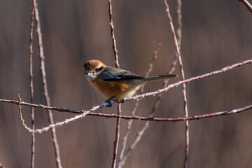 Male Bull-headed shrike perching on the tree branch.