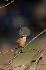 Male Bull-headed shrike perching on the tree branch.