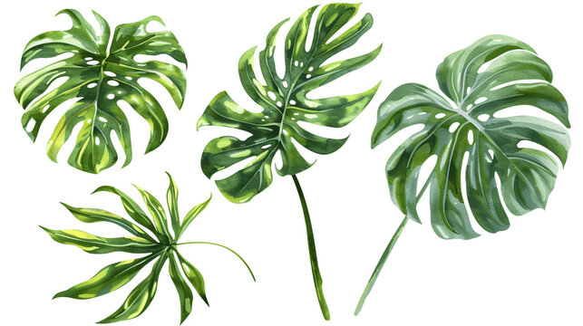 Exotic plants, palm leaves, monstera on an isolated transparent  background, Generative AI .