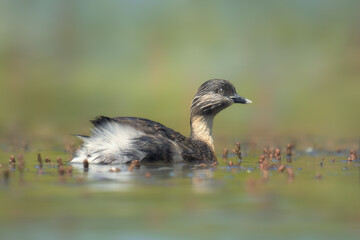 Portrait shot of a wild hoary-headed grebe (Poliocephalus poliocephalus) swimming on a pond in Victoria, Australia