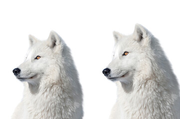 Obraz premium two polar wolf isolated on white background