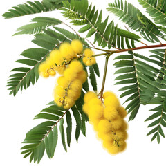 mimosa yellow flowers and foliage isolated on white background symbol of women's day,
