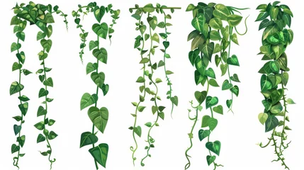 Foto op Canvas Green jungle liana vines with long stems and rope. Cartoon modern illustration of rainforest trees which are creeping with foliage. This tropical plant is climbing with long stems and ropes. © Mark