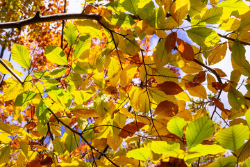 Autumn beech leaves on a tree close up on a sunny day. Copy space, shallow depth of field