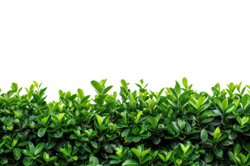 photo of Ficus hedges on transparency background PNG