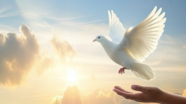 white dove in the sky. A palm, a hand and a flying white dove against the sky. Close-up.