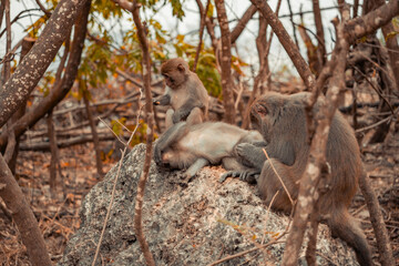baboon sitting on a tree