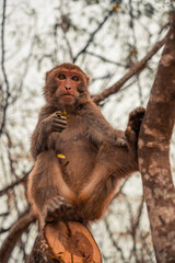 monkey eating on tree