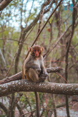japanese macaque sitting on a tree
