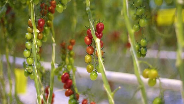 A scattering of small tomatoes on a branch, a scattering of flowers in a picture of cherry tomatoes, a scattering of different tomatoes growing in a greenhouse on a farm.