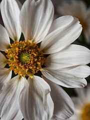 Obraz premium close up white cosmos flower
