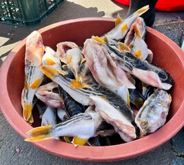frozen pufferfish sold in the market