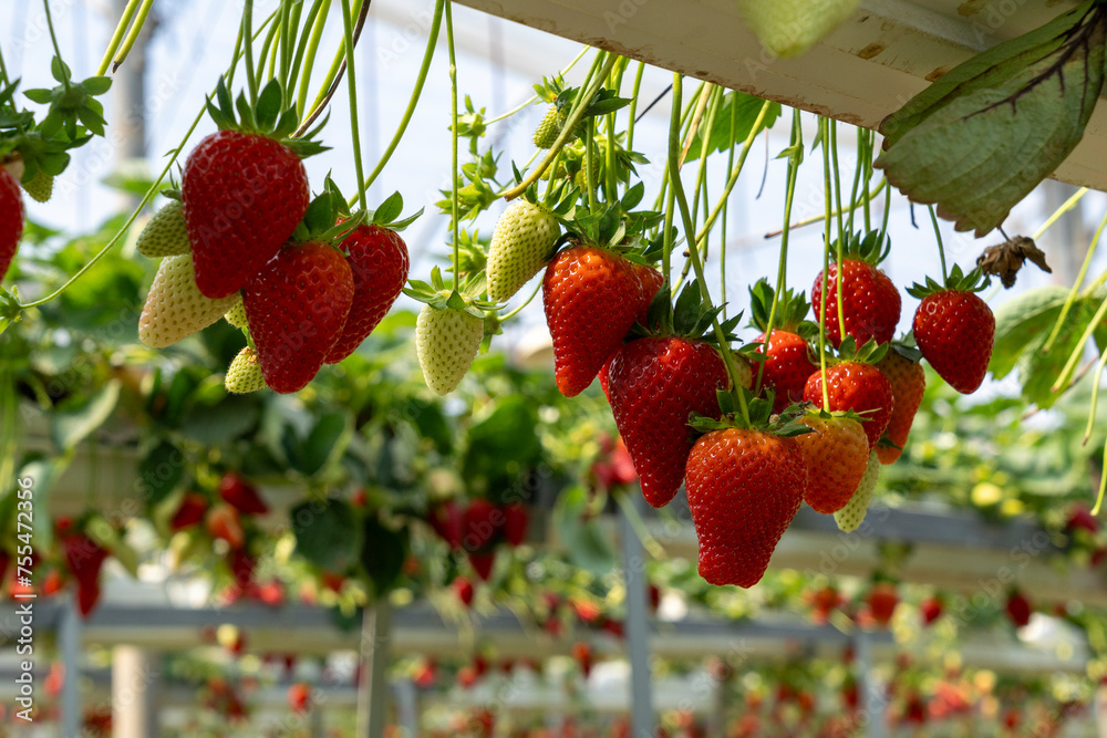 Wall mural growing organic strawberries in an agricultural greenhouse