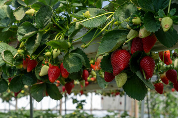 Growing Organic strawberries in an agricultural greenhouse