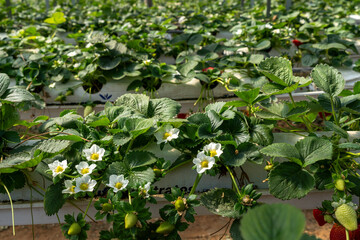 Growing Organic strawberries in an agricultural greenhouse