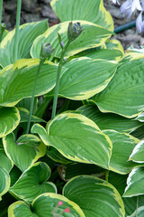 Garden plant hosta. Green leaves background. Summer flower nature. Leaf.