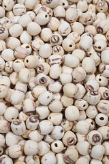 dry Lotus seed or lotus nut texture background	