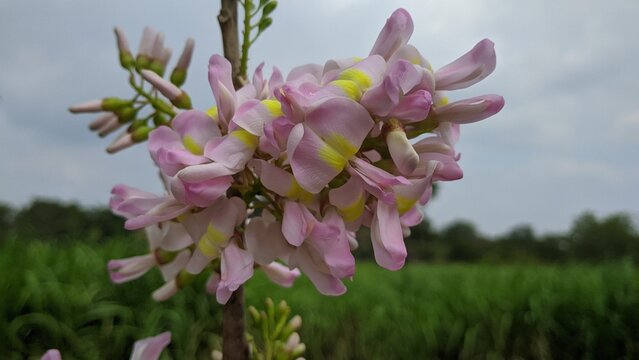 Gliricidia sepium pink flowers bloom in the sky 
the beauty of nature.
