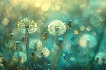  a group of dandelions in the sun © Alex