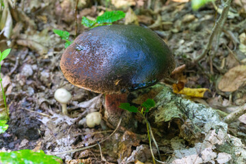Mushroom with a shiny dark brown head. Dry leaves around. Several bright green leaves are visible.