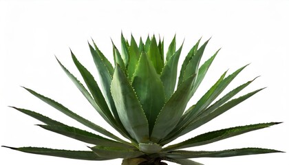 close up of fresh agave Americana plant isolated white background