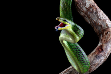 Gonyosoma oxycephalum, green snake on the branch
