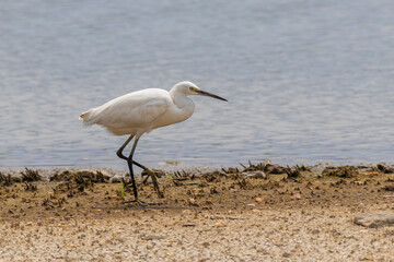 little egret on the beach in winter