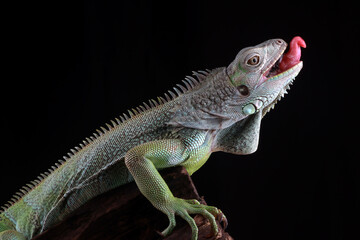 Green iguana on the branch with black background
