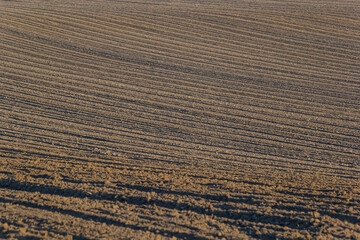 Plowed, Planted And Hilling Rows Black-earth Field. Ground Texture