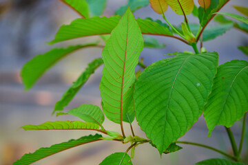 Close-up view of mitragyna speciosa or Kratom leaf on field