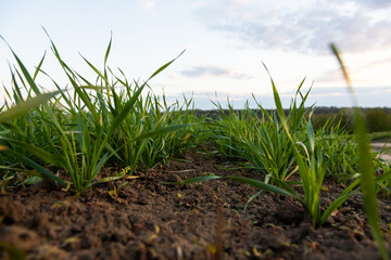 Young wheat seedlings growing in a field. Young green wheat growing in soil