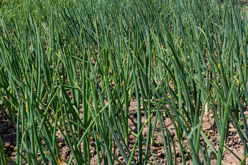 Green onions growing in the garden. spring vegetables. Organic food. Macro