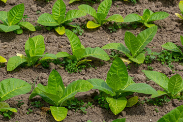 Agricultural tobacco field. Fresh natural young tobacco plants in tobacco field after rain, Germany. Green jung tobacco seedling, close up