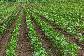 Sunflower plants with buds. Concept agro culture. Rows of young sunflower plants in the field - obrazy, fototapety, plakaty