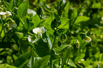 Fototapeta na wymiar Flowering green peas and beetle pest pea weevil bruchus