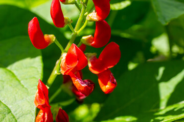 Beautiful flowers of Runner Bean Plant Phaseolus coccineus growing in the garden