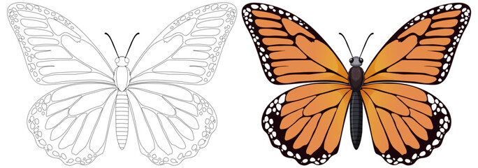 Illustration of a butterfly, black and white to colored