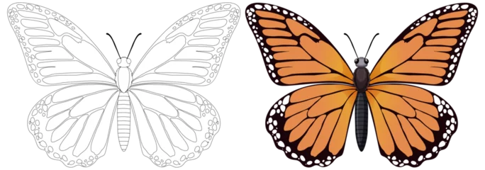 Deurstickers Illustration of a butterfly, black and white to colored © GraphicsRF