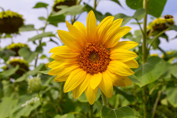 Sunflower with blue sky background