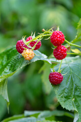Raspberry branch in the garden. Production Focus